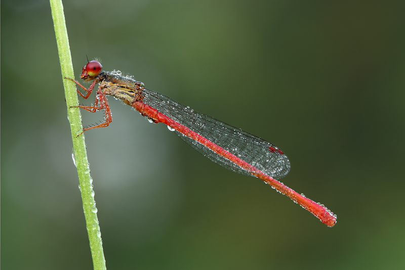 Ceriagrion Tenellum