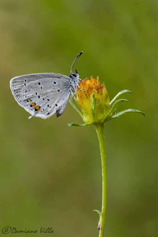 L''insostenibile leggerezza dell''essere