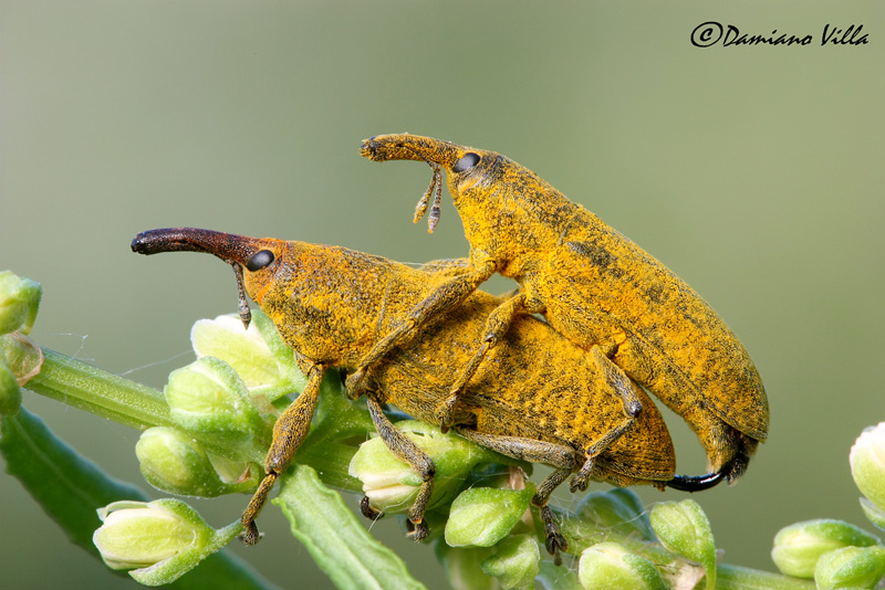 Lixus pulverulentus in copula