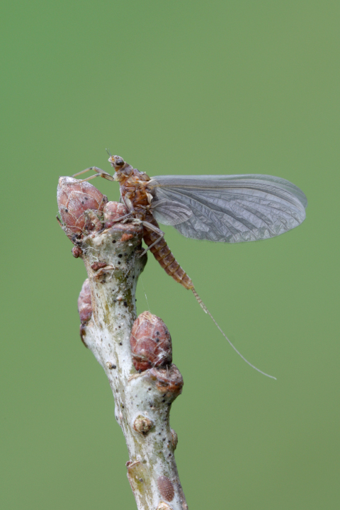 Serratella ignita