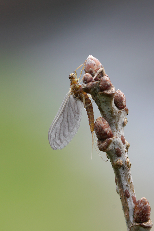 Serratella ignita