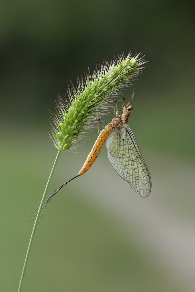 Ephemera glaucops