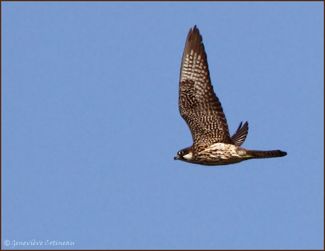 Identificazione falco