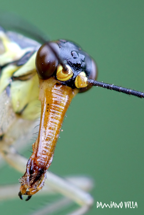 Mecoptera Panorpa sp.