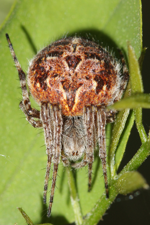 Agalenatea redii