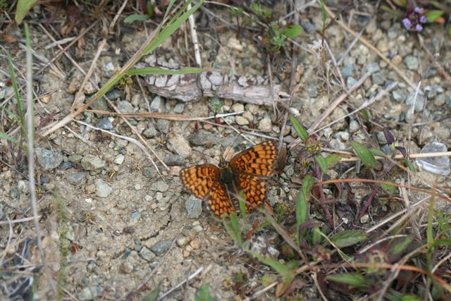 farfalla da identificare