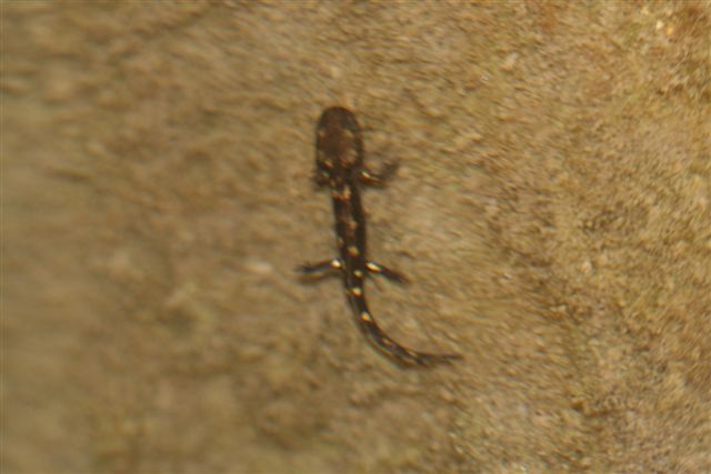 salamandre? Salamandra salamandra, larve