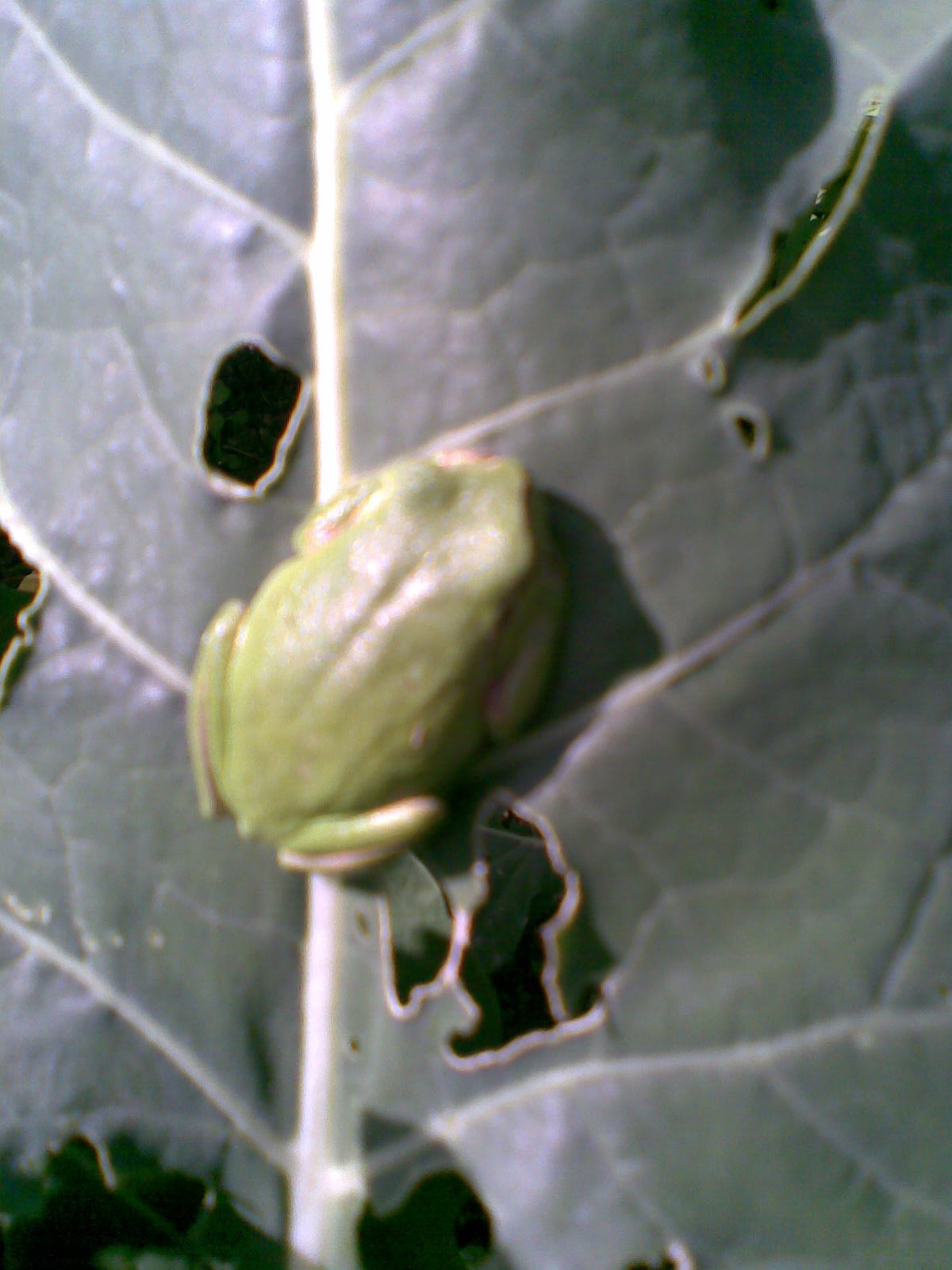 che rana ? raganella Hyla meridionalis