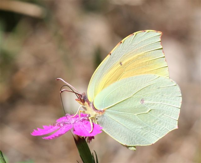 auto identificazione - Gonepteryx cleopatra