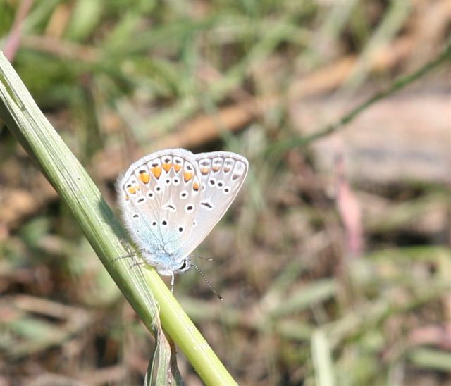 farfallina - Polyommatus (Polyommatus) icarus