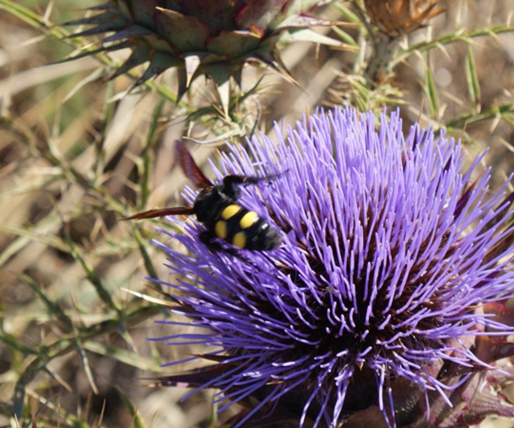 femmina di Megascolia maculata flavifrons