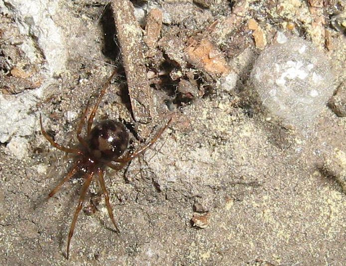 Roma - Ragni del mio giardino da identificare: