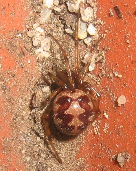 Roma - Ragni del mio giardino da identificare: