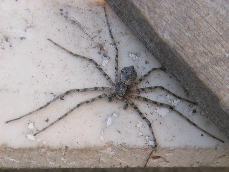 Roma - Ragni del mio giardino da identificare: