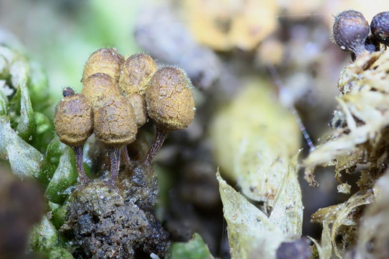 Arcyria denudata??