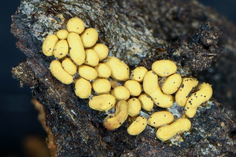 Trichia lutescens??