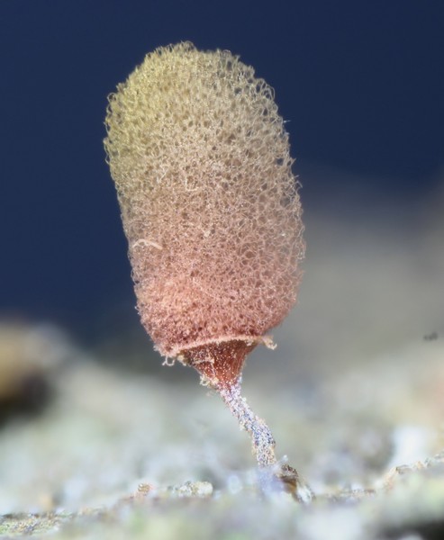 Arcyria denudata??