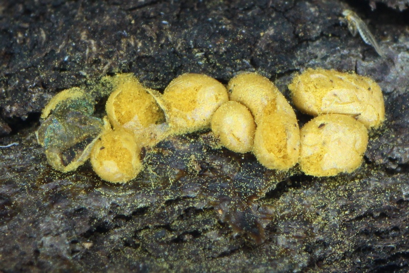 Trichia lutescens??