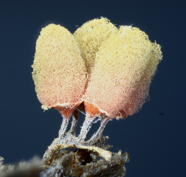 Arcyria denudata??