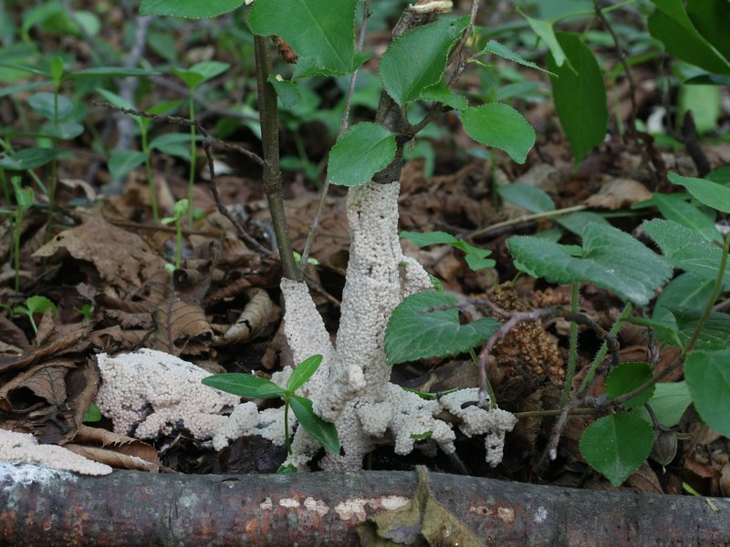 Diderma spumarioides