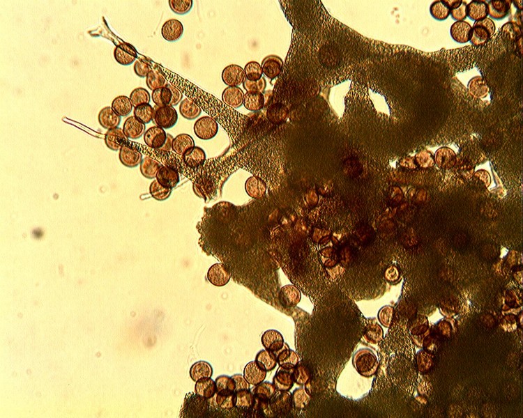 Physarum sp.