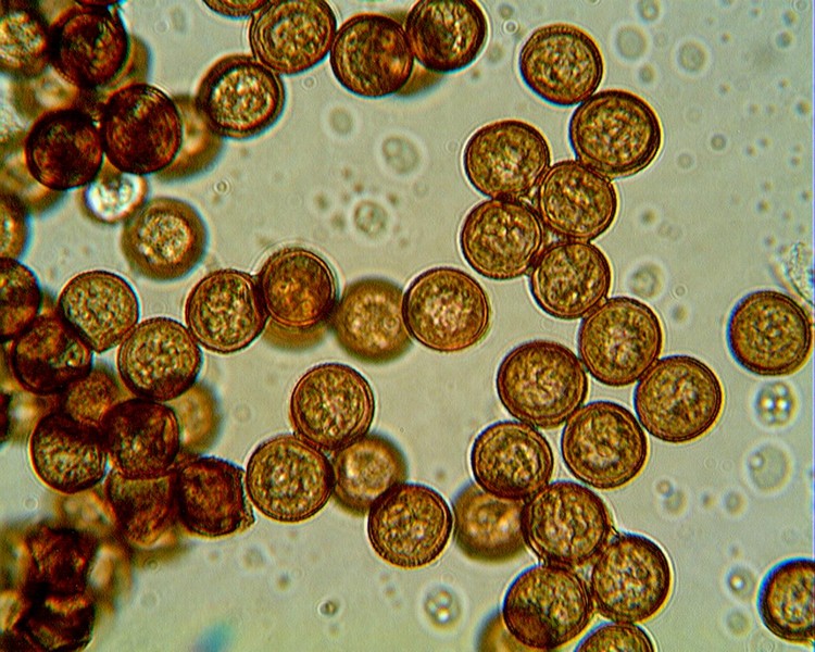 Physarum sp.