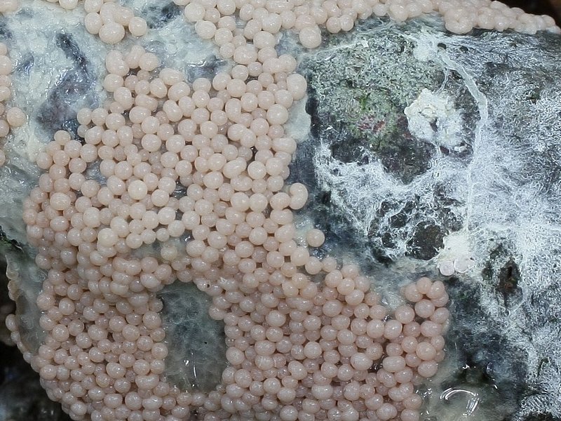 Diderma spumarioides