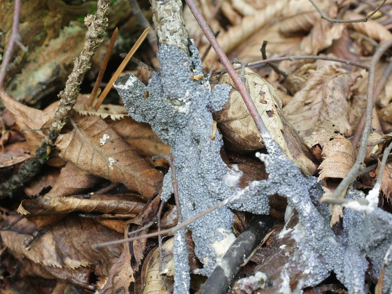 Diderma spumarioides