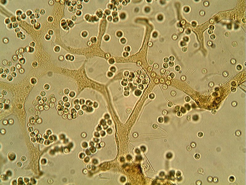 Cribraria argillacea