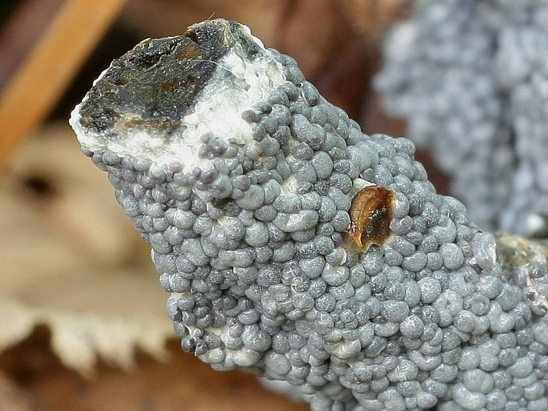 Diderma spumarioides