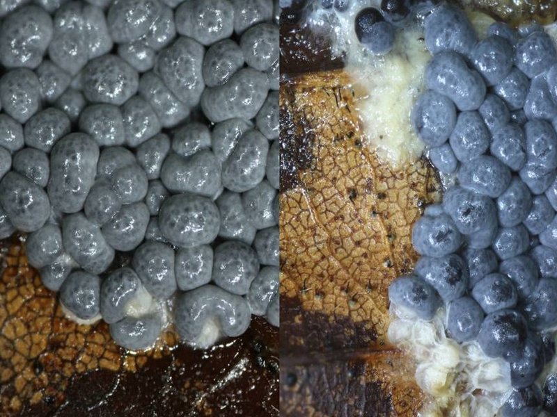 Diderma spumarioides