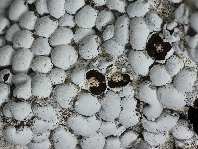 Diderma spumarioides