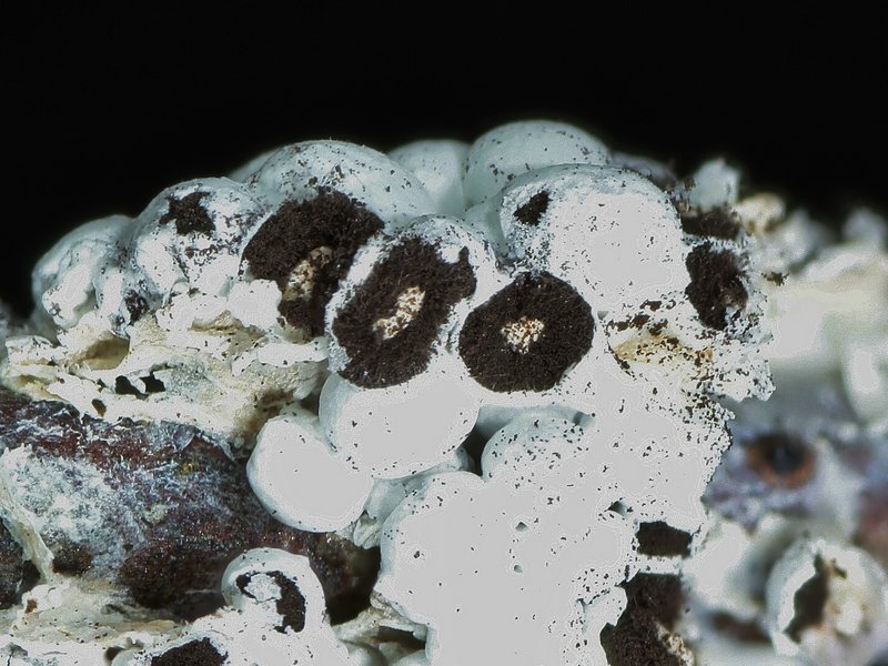 Diderma spumarioides