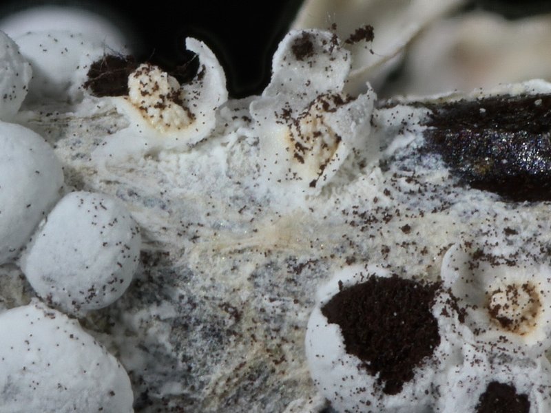 Diderma spumarioides