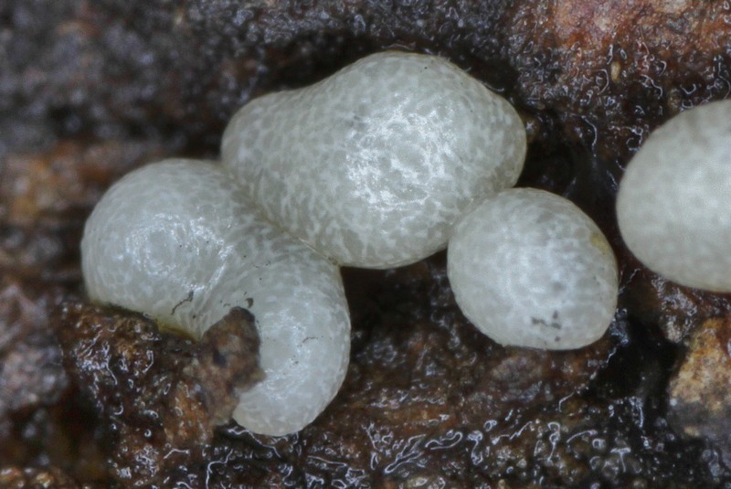 Physarum sp.