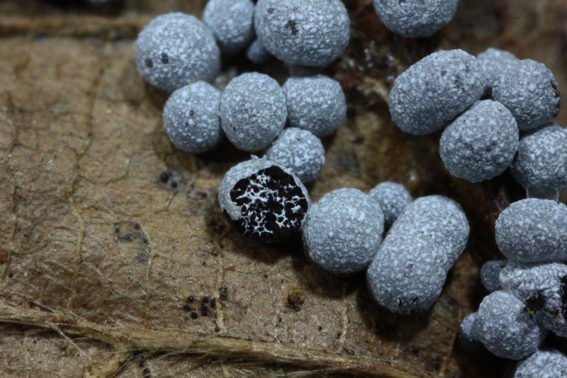 Physarum sp.