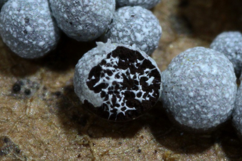 Physarum sp.