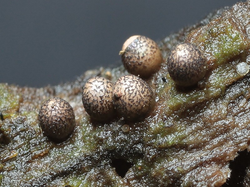 Lycogala conicum