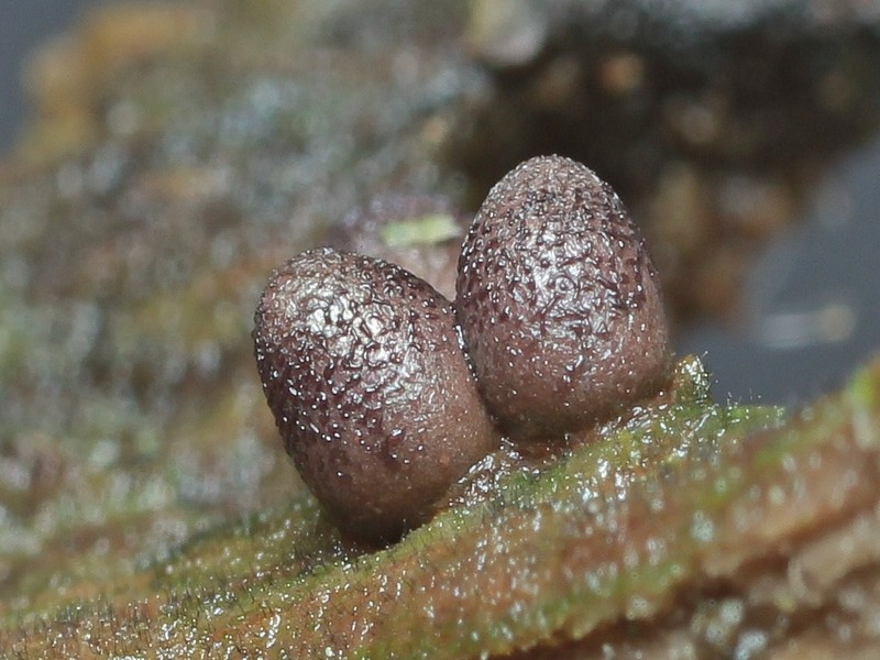 Lycogala conicum
