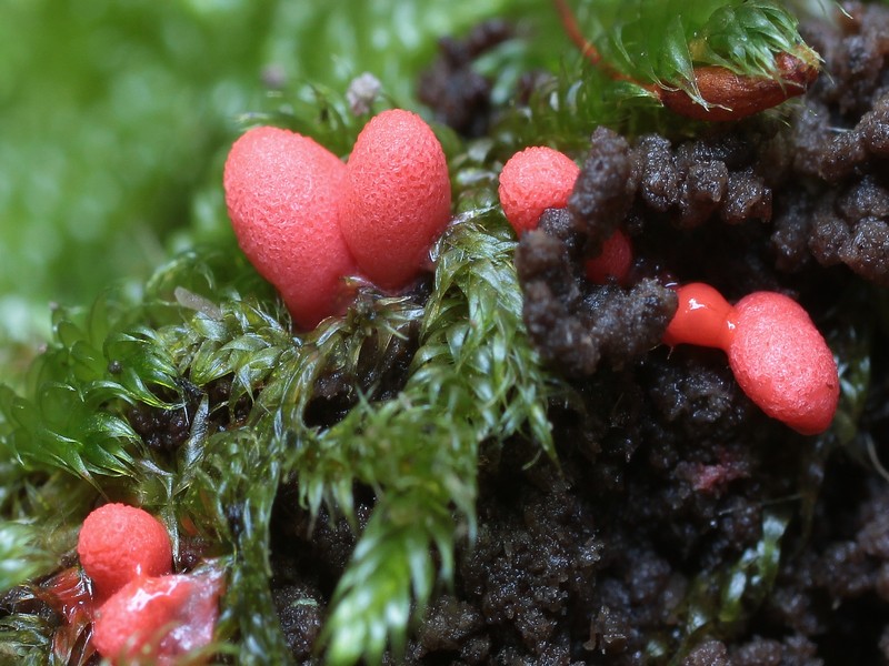 Lycogala conicum