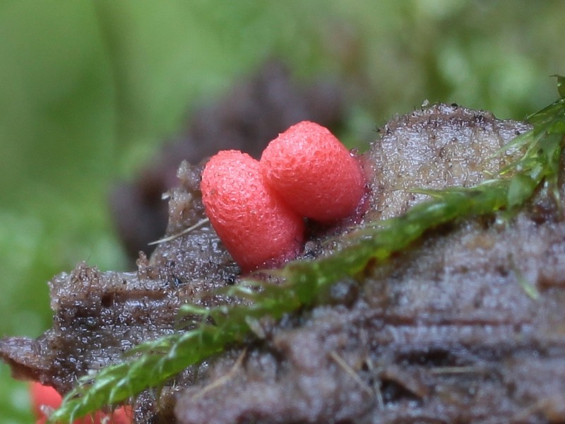Lycogala conicum