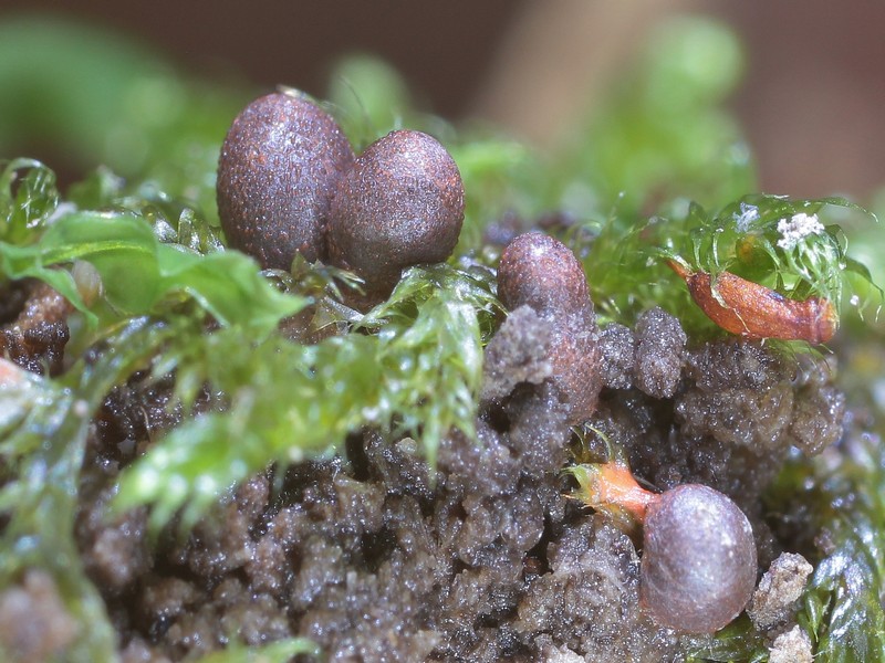 Lycogala conicum