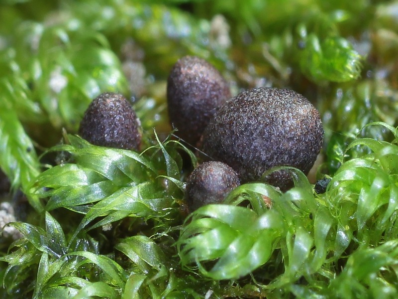 Lycogala conicum