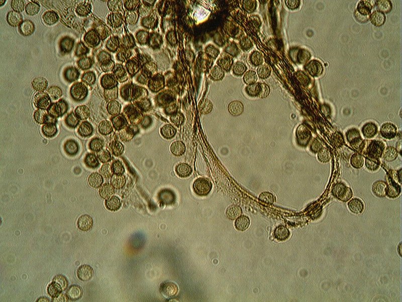 Mixo sp.