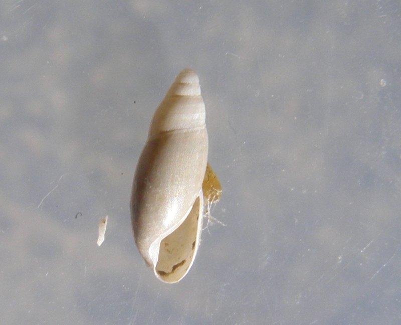 Micronicchio da macero; Hohenwartiana hohenwarti?