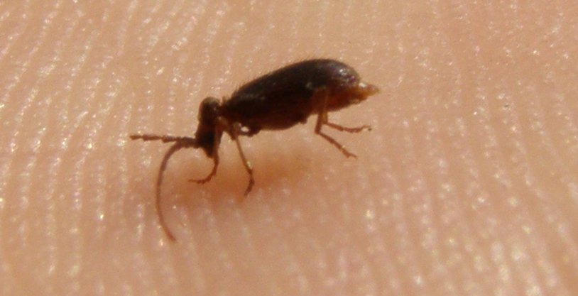 Un tipetto dalle antenne lunghe: Ptinus sp. (Anobiidae Ptininae)