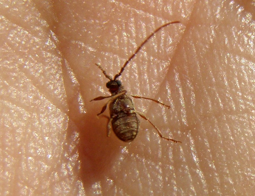 Un tipetto dalle antenne lunghe: Ptinus sp. (Anobiidae Ptininae)