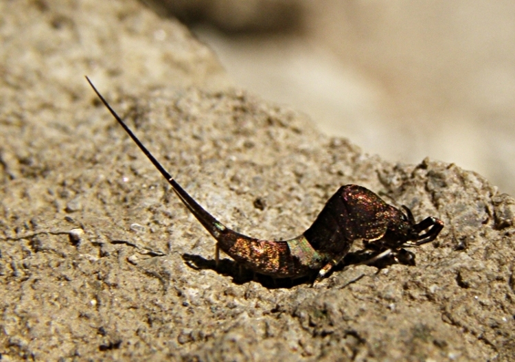 Machilidae cinto?