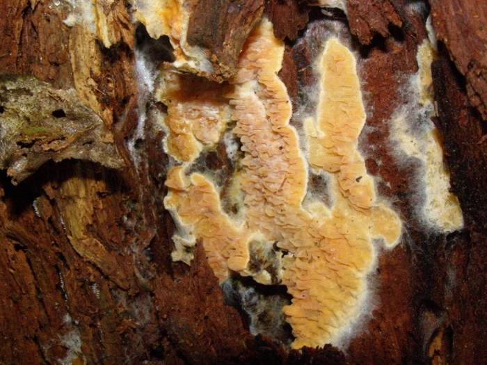 Arancione e strano (Leucogyrophana mollusca)