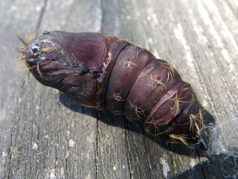  una pupa di farfalla?